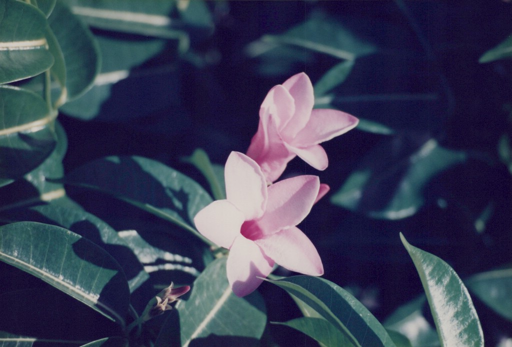 FastFoto_0032_a.jpg