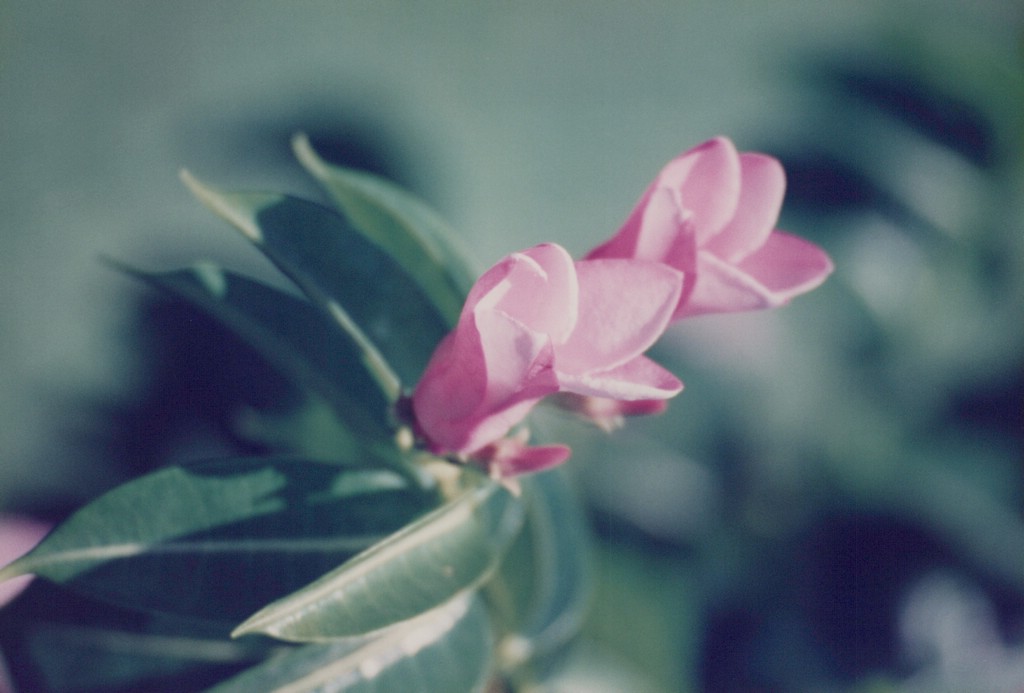 FastFoto_0033_a.jpg