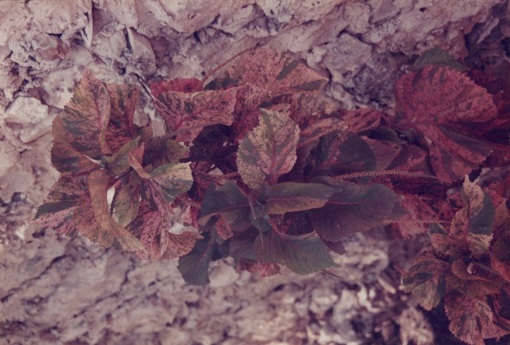 FastFoto_0043_a.jpg
