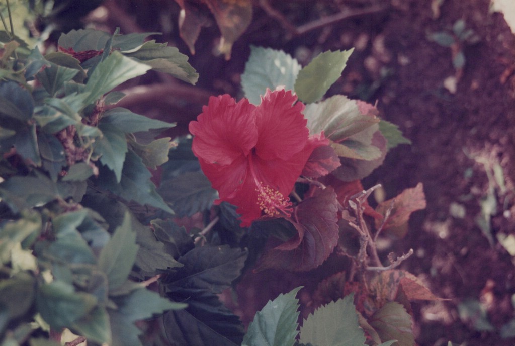 FastFoto_0046_a.jpg