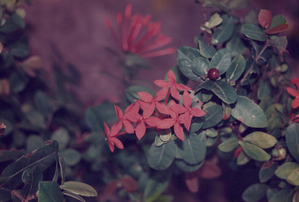 FastFoto_0051_a.jpg