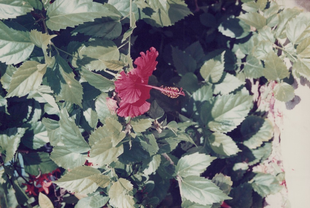 FastFoto_0079_a.jpg