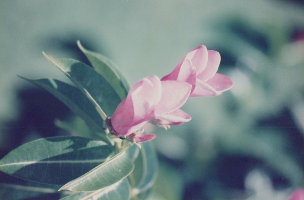 FastFoto_0084_a.jpg