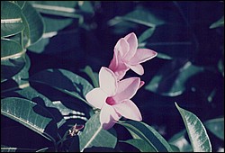 FastFoto_0032_a.jpg