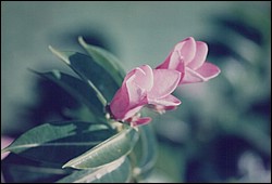 FastFoto_0033_a.jpg