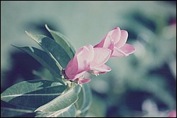 FastFoto_0084_a.jpg