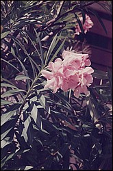 FastFoto_0093_a.jpg