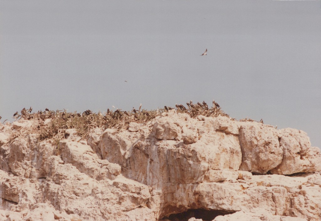 FastFoto_0126_a.jpg