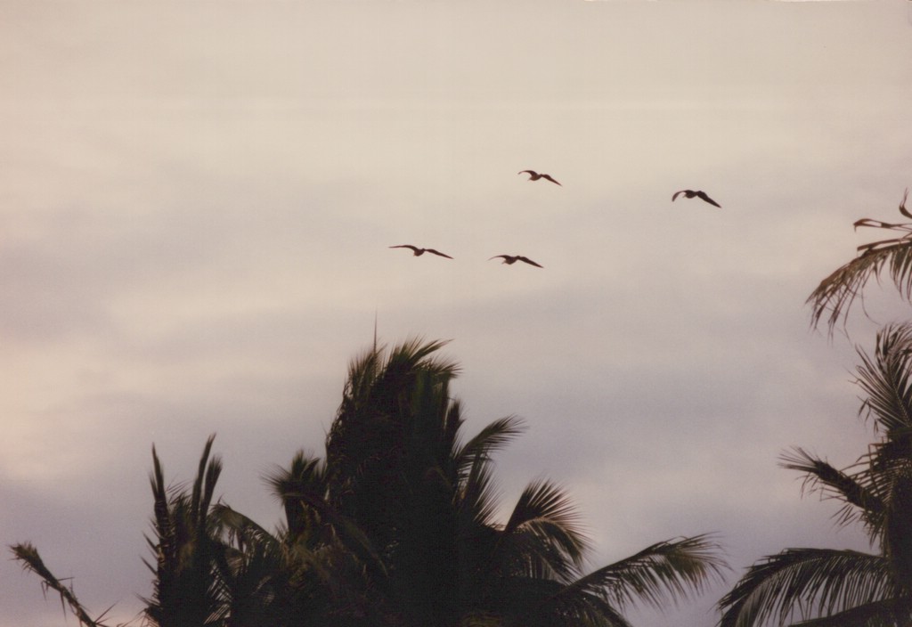 FastFoto_0140_a.jpg