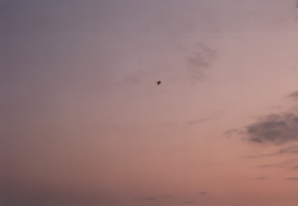 FastFoto_0145_a.jpg
