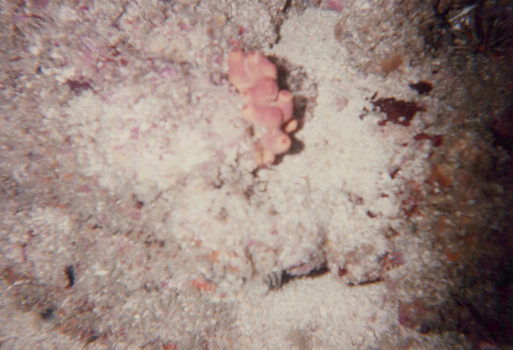 FastFoto_0158_a.jpg