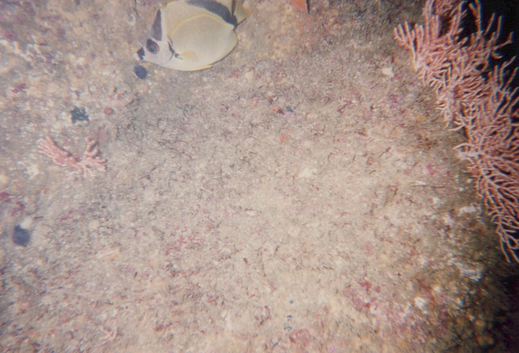 FastFoto_0161_a.jpg