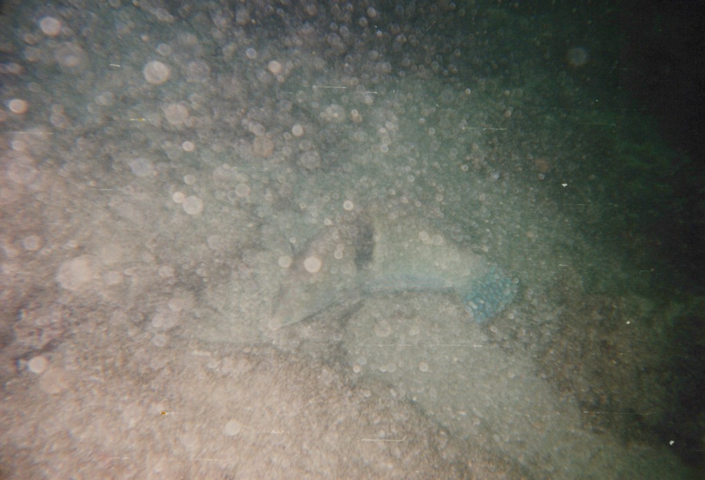 FastFoto_0187_a.jpg