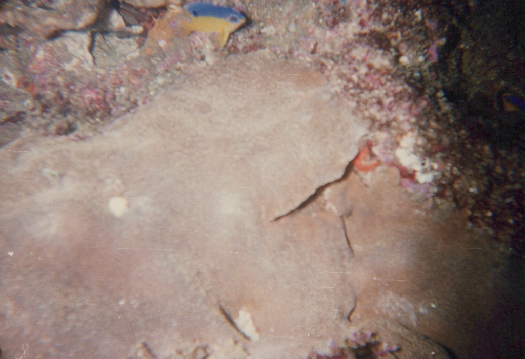 FastFoto_0191_a.jpg