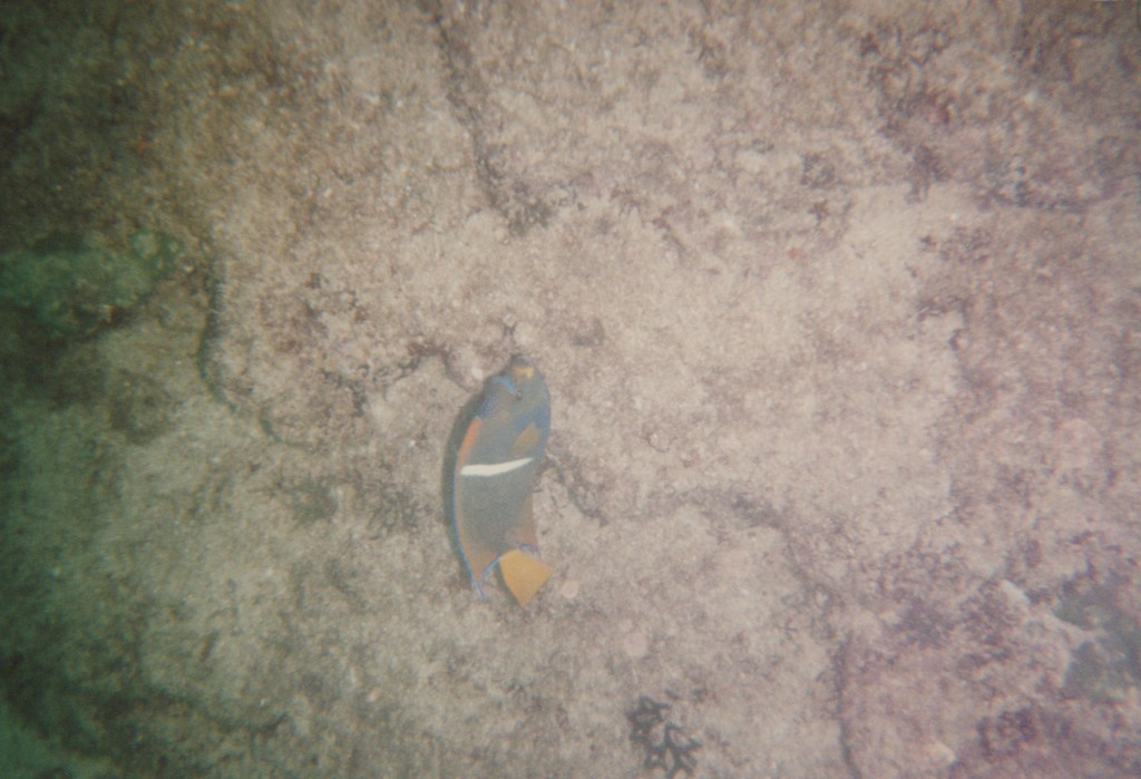 FastFoto_0192_a.jpg