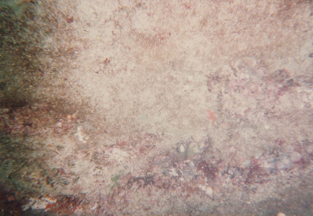 FastFoto_0194_a.jpg
