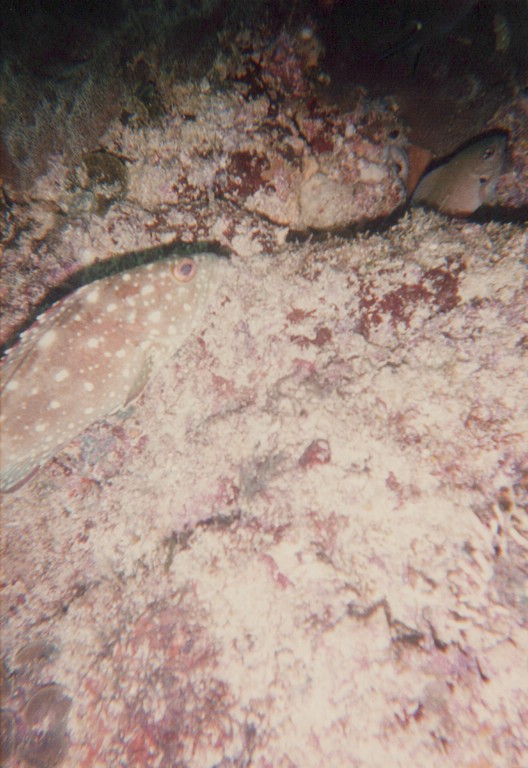 FastFoto_0198_a.jpg