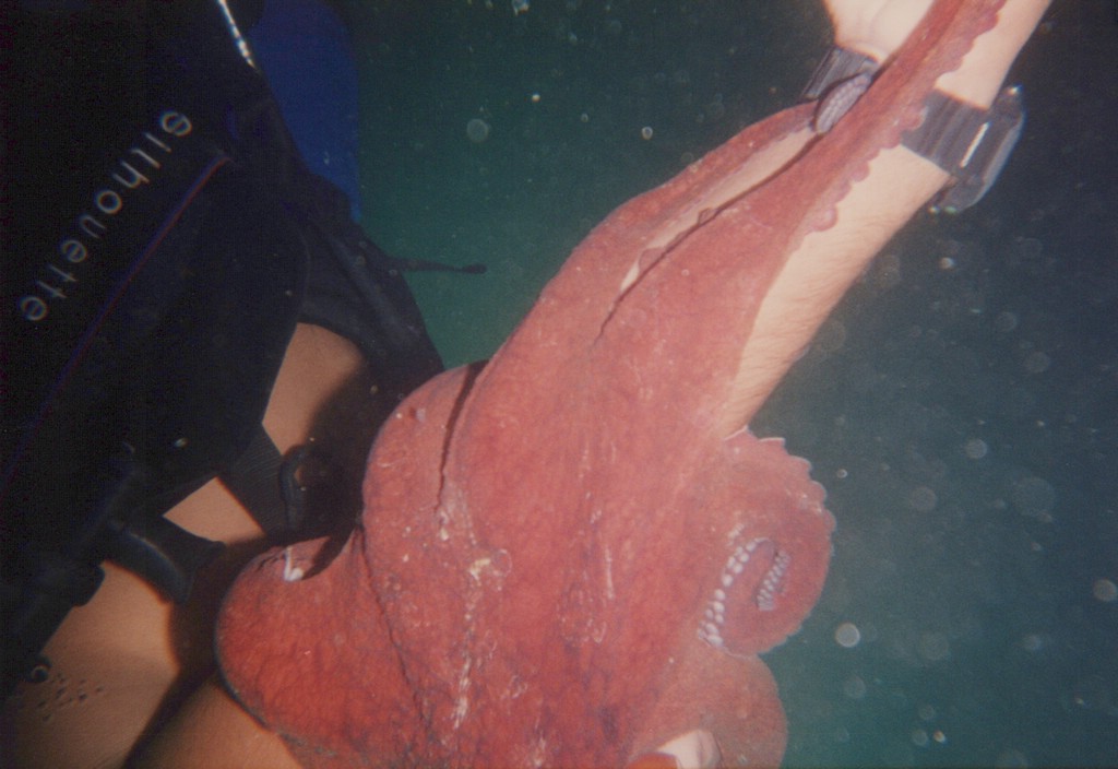 FastFoto_0208_a.jpg