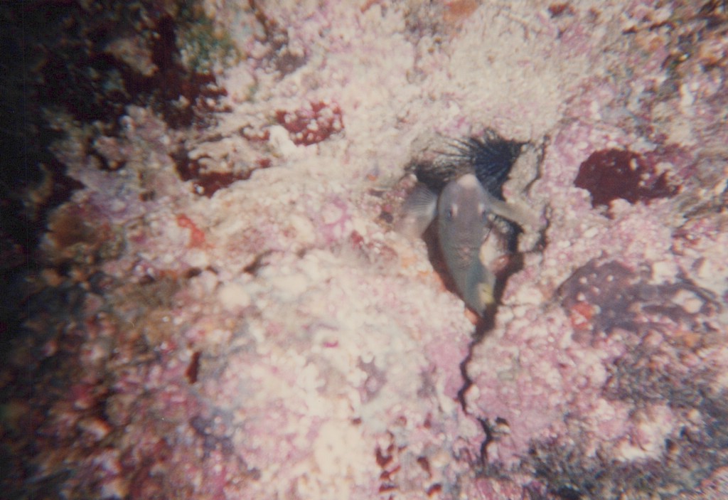 FastFoto_0210_a.jpg