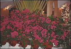 FastFoto_0113_a.jpg