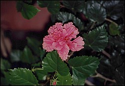 FastFoto_0144_a.jpg