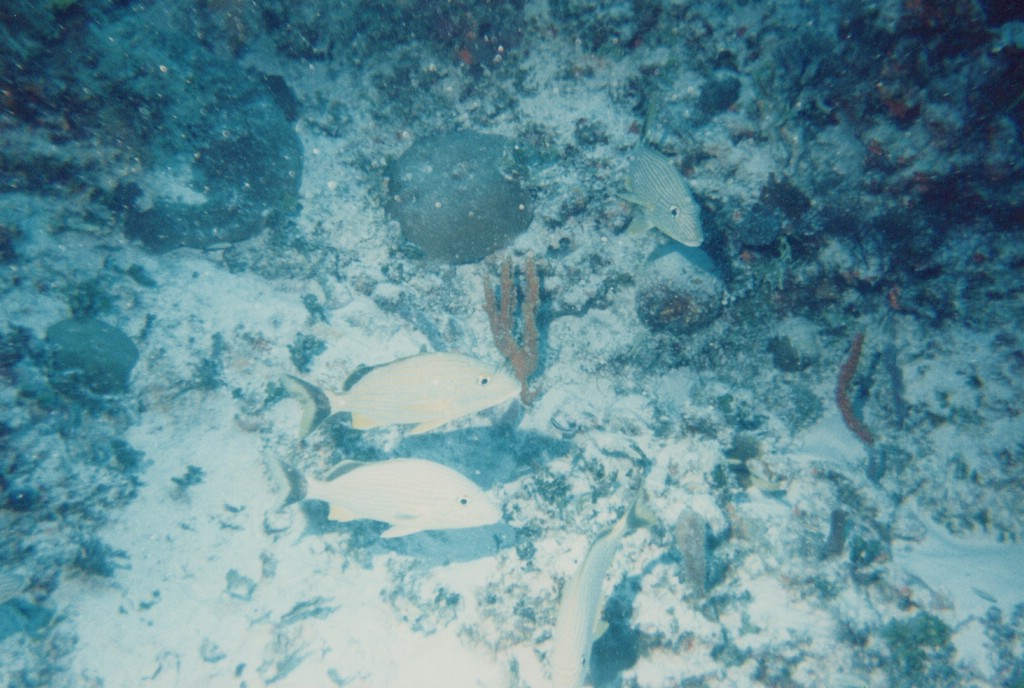 FastFoto_0220_a.jpg