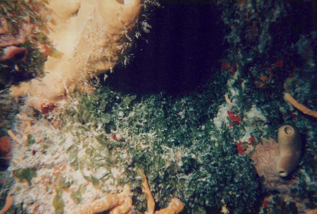 FastFoto_0241_a.jpg