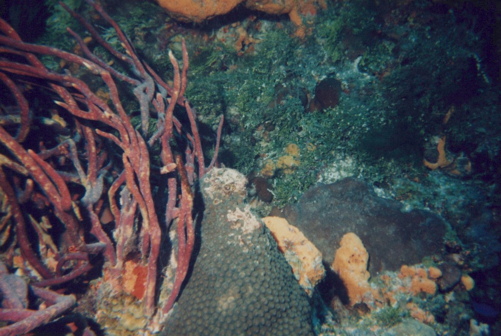 FastFoto_0246_a.jpg