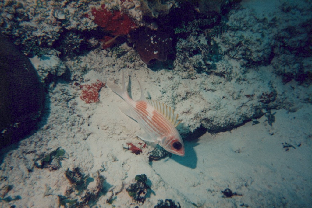 FastFoto_0266_a.jpg