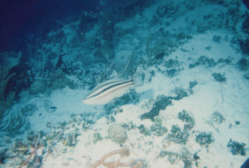 FastFoto_0269_a.jpg