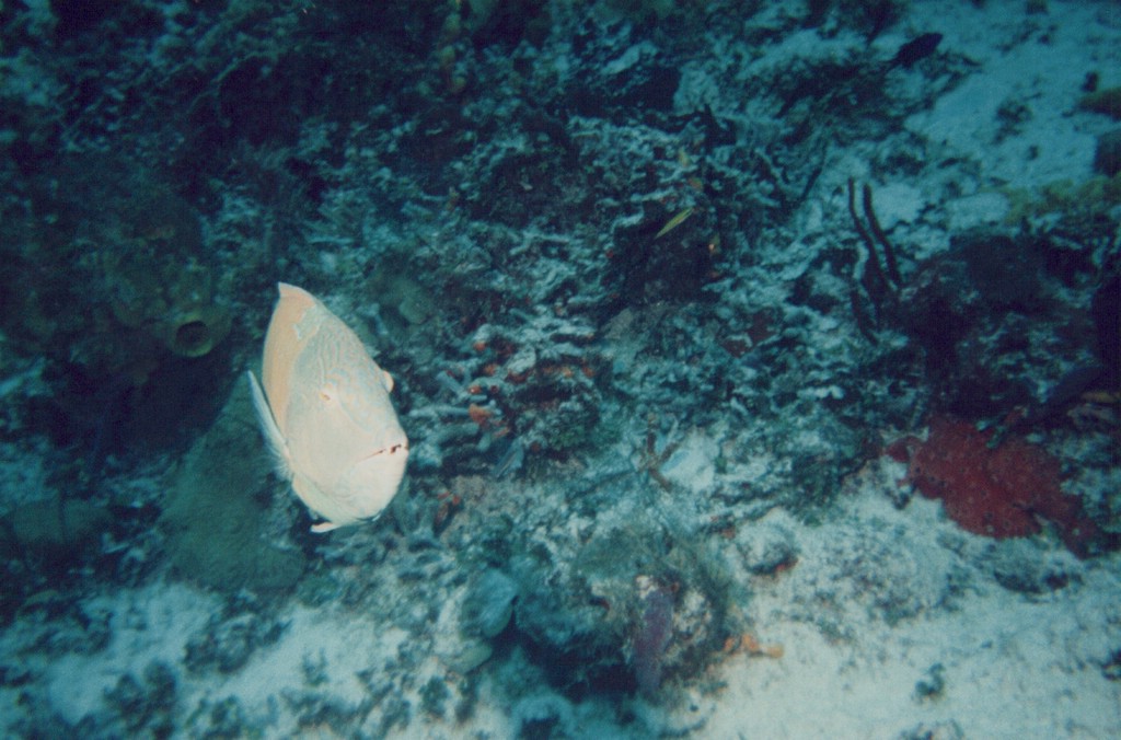 FastFoto_0276_a.jpg