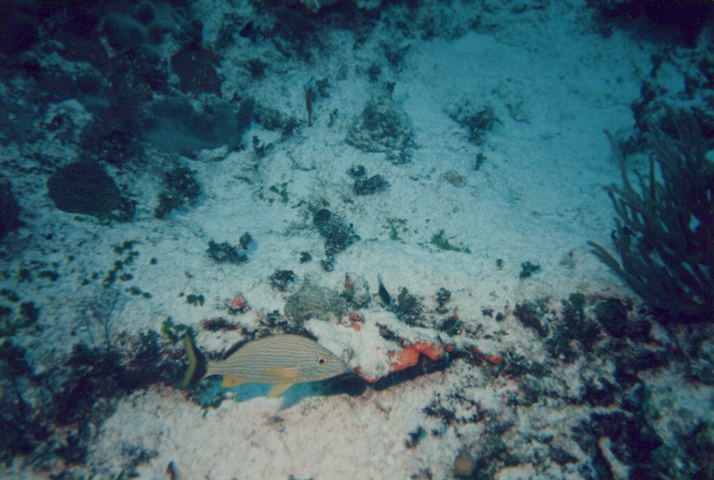 FastFoto_0280_a.jpg