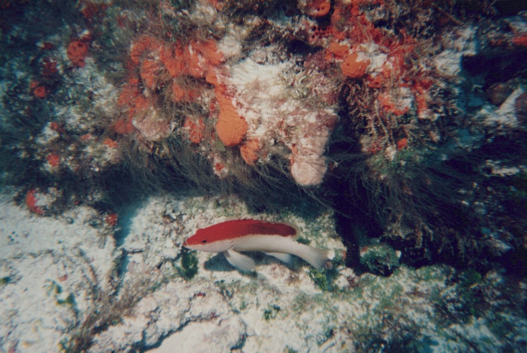 FastFoto_0291_a.jpg