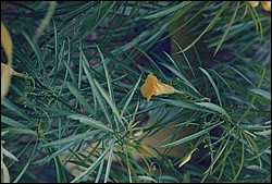 1FastFoto_0327_a.jpg