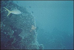 FastFoto_0243_a.jpg