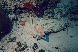 FastFoto_0266_a.jpg