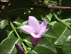 Spanish Bay-010f.jpg