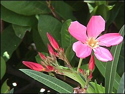 Spanish Bay-013f.jpg