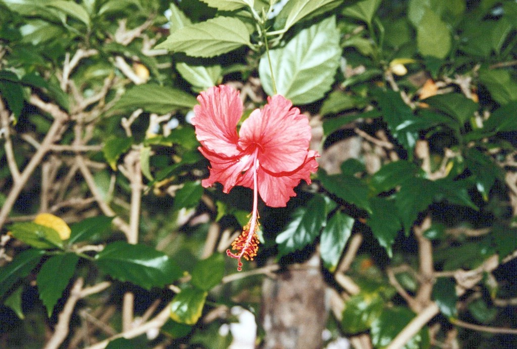 FastFoto_0006_a.jpg