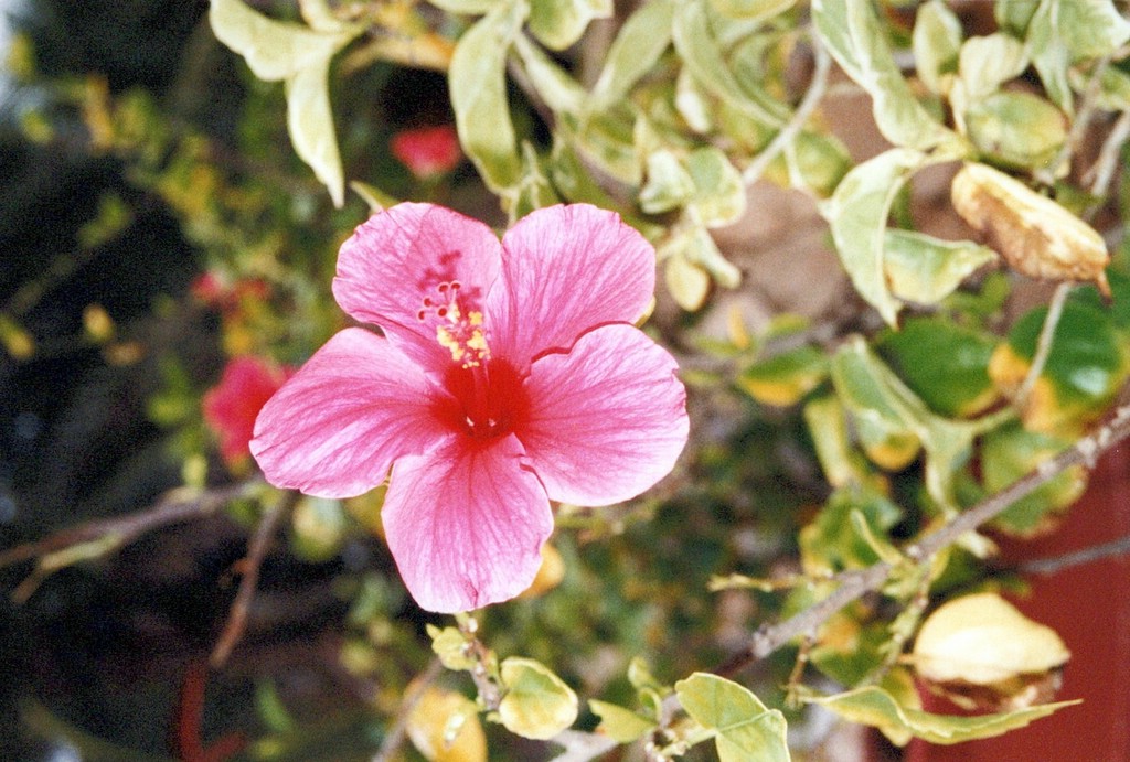 FastFoto_0043_a.jpg
