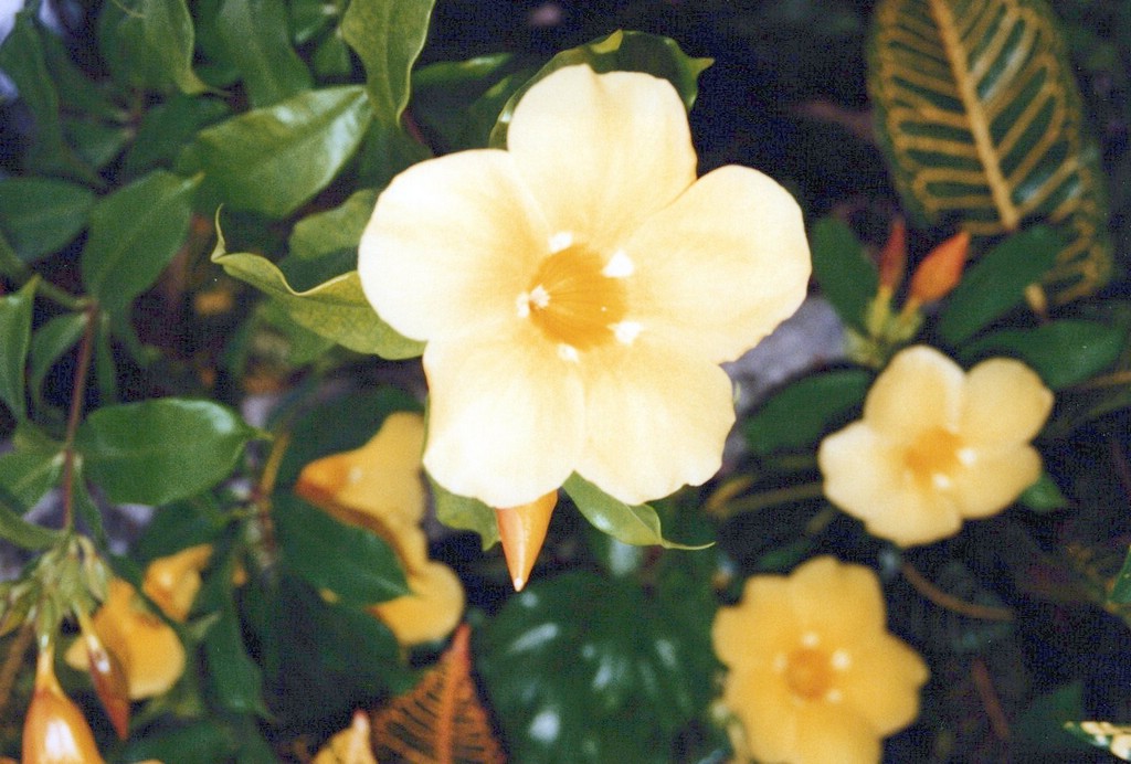 FastFoto_0044_a.jpg