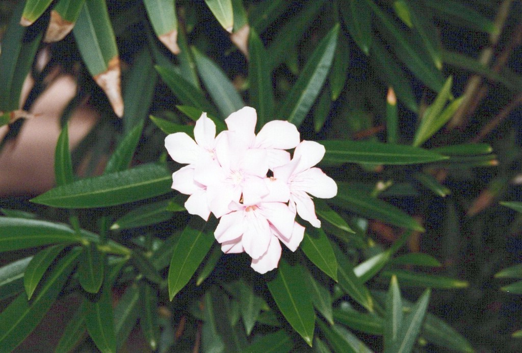 FastFoto_0046_a.jpg