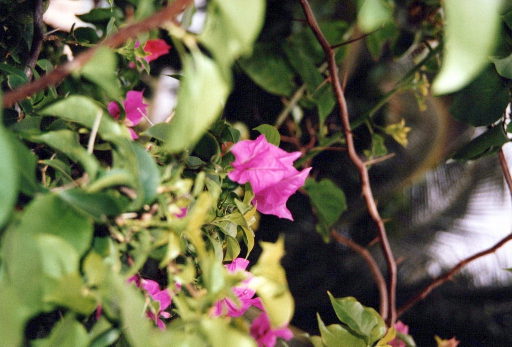 FastFoto_0050_a.jpg