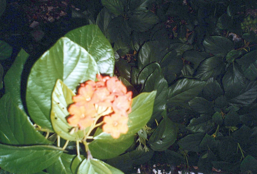 FastFoto_0056_a.jpg