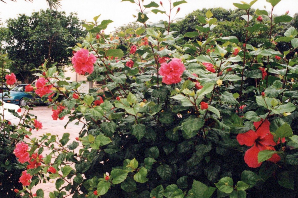 FastFoto_0057_a.jpg