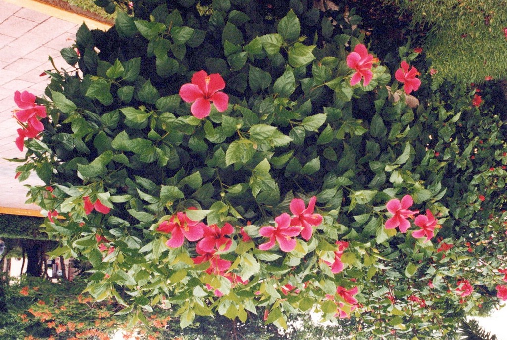 FastFoto_0059_a.jpg
