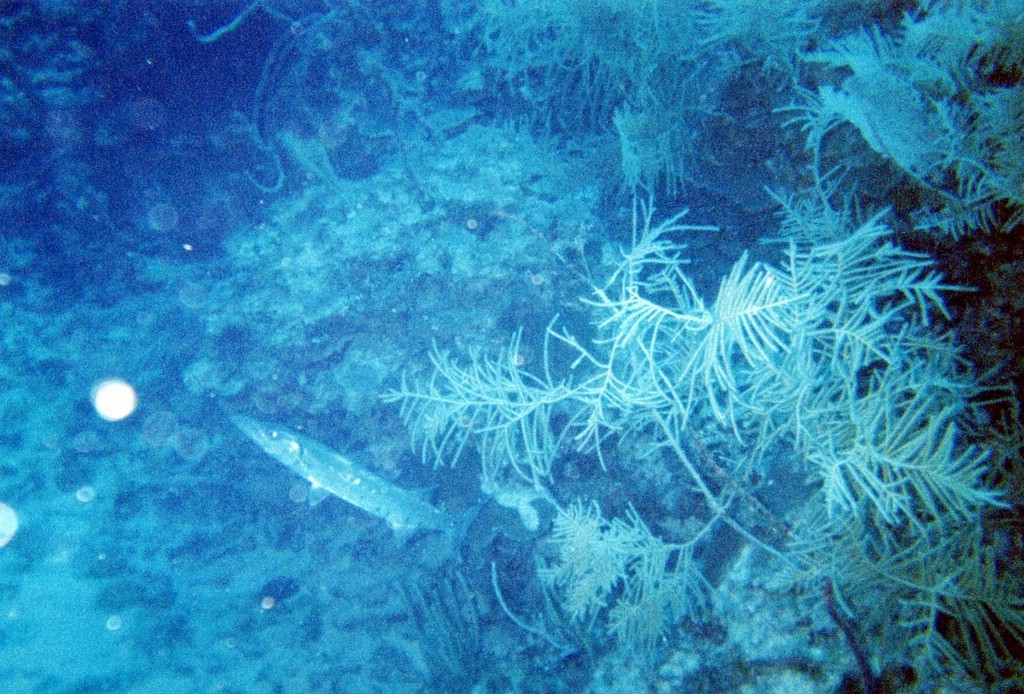 FastFoto_0073_a.jpg