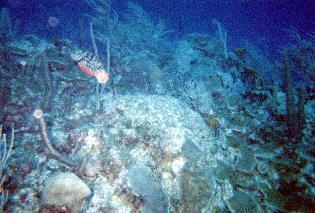 FastFoto_0074_a.jpg