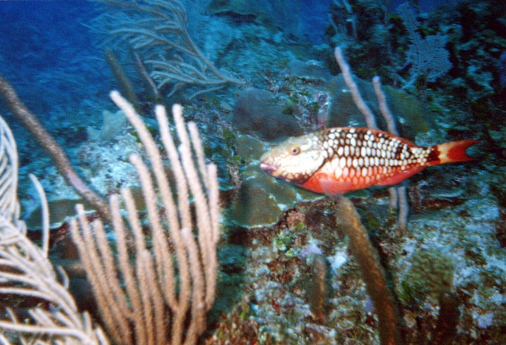 FastFoto_0086_a.jpg