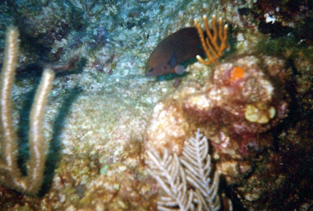 FastFoto_0106_a.jpg